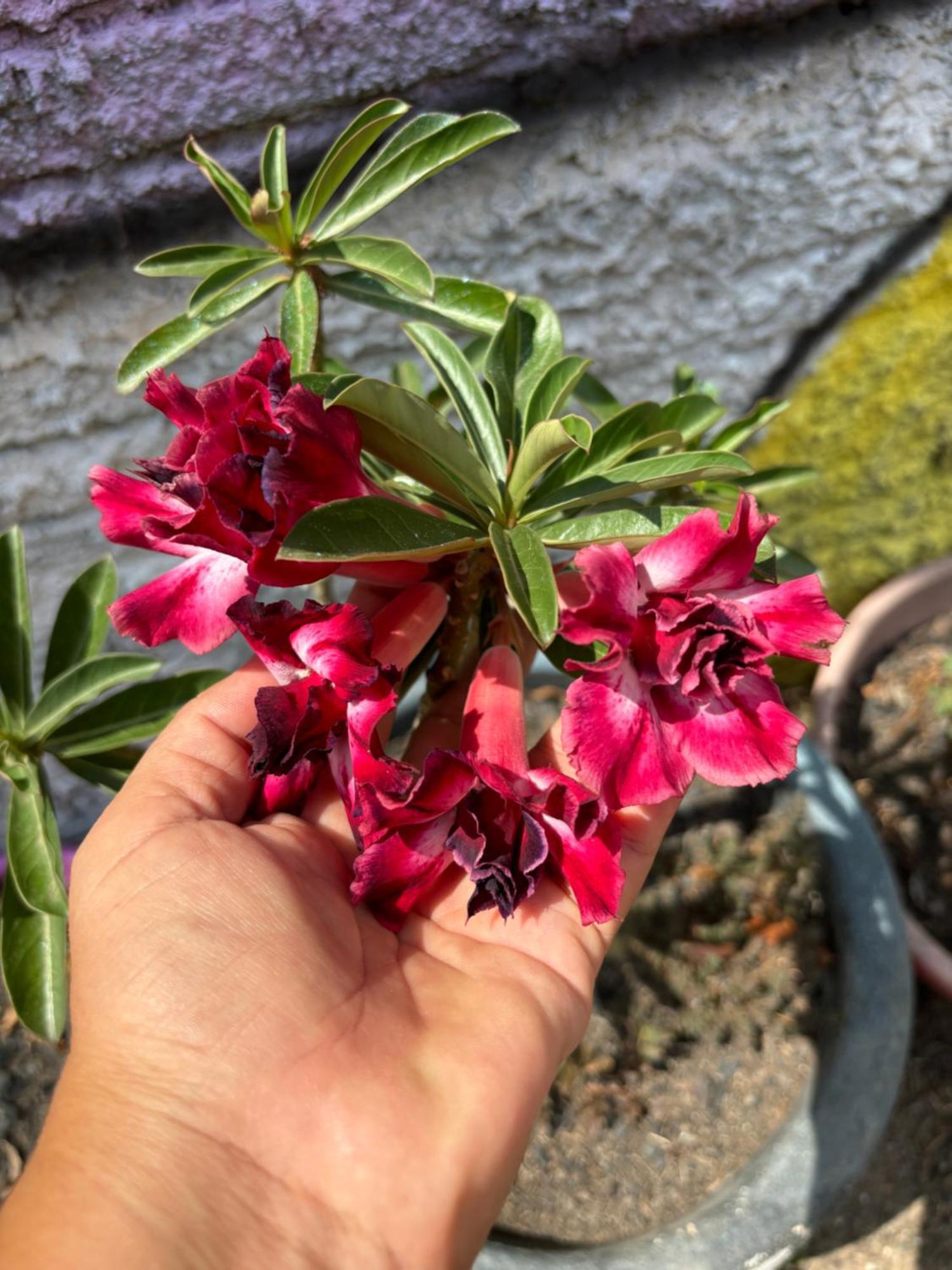 אלטר דו צ'או Pedra Do Sol Pousada מראה חיצוני תמונה